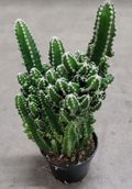 Fairytale Castle Cactus